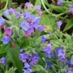 Lungwort, <em>Pulmonaria</em>: planting, care