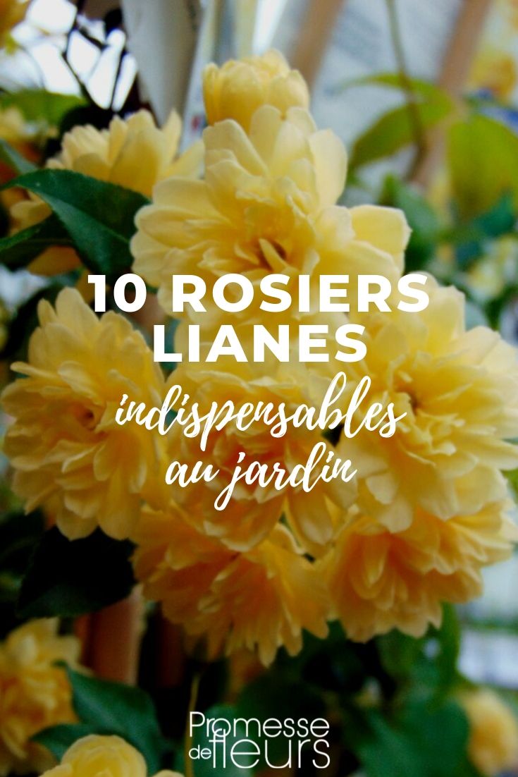 Climbing Rose: Top 10 Varieties