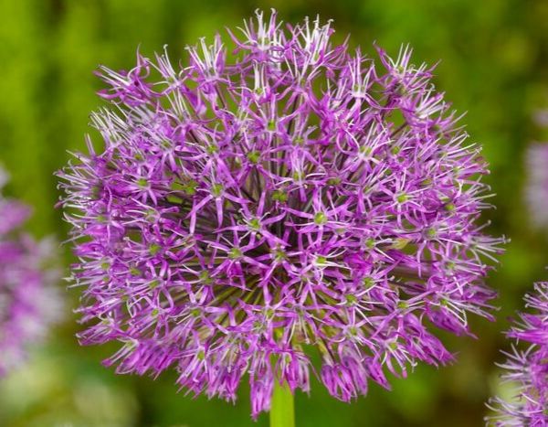 5 good reasons to plant alliums in the garden