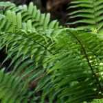 <em>Dryopteris</em>: planting, cultivation and care