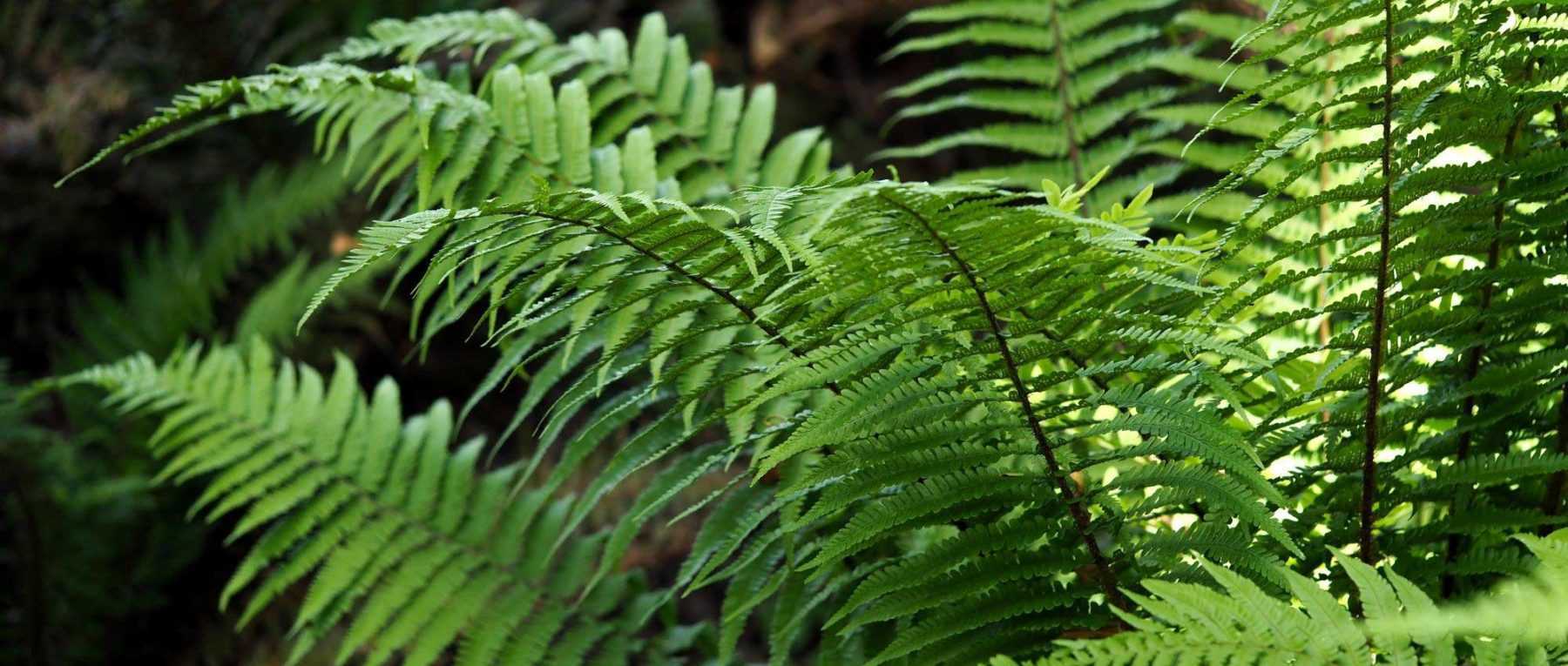 <em>Dryopteris</em>: planting, cultivation and care