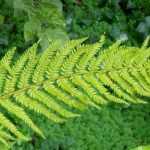 <em>Polystichum</em>: planting, cultivation and care