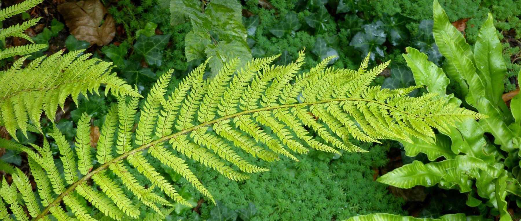<em>Polystichum</em>: planting, cultivation and care