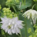 Columbine: 5 ideas for successful plant pairings