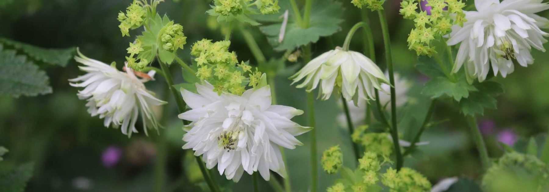 Columbine: 5 ideas for successful plant pairings