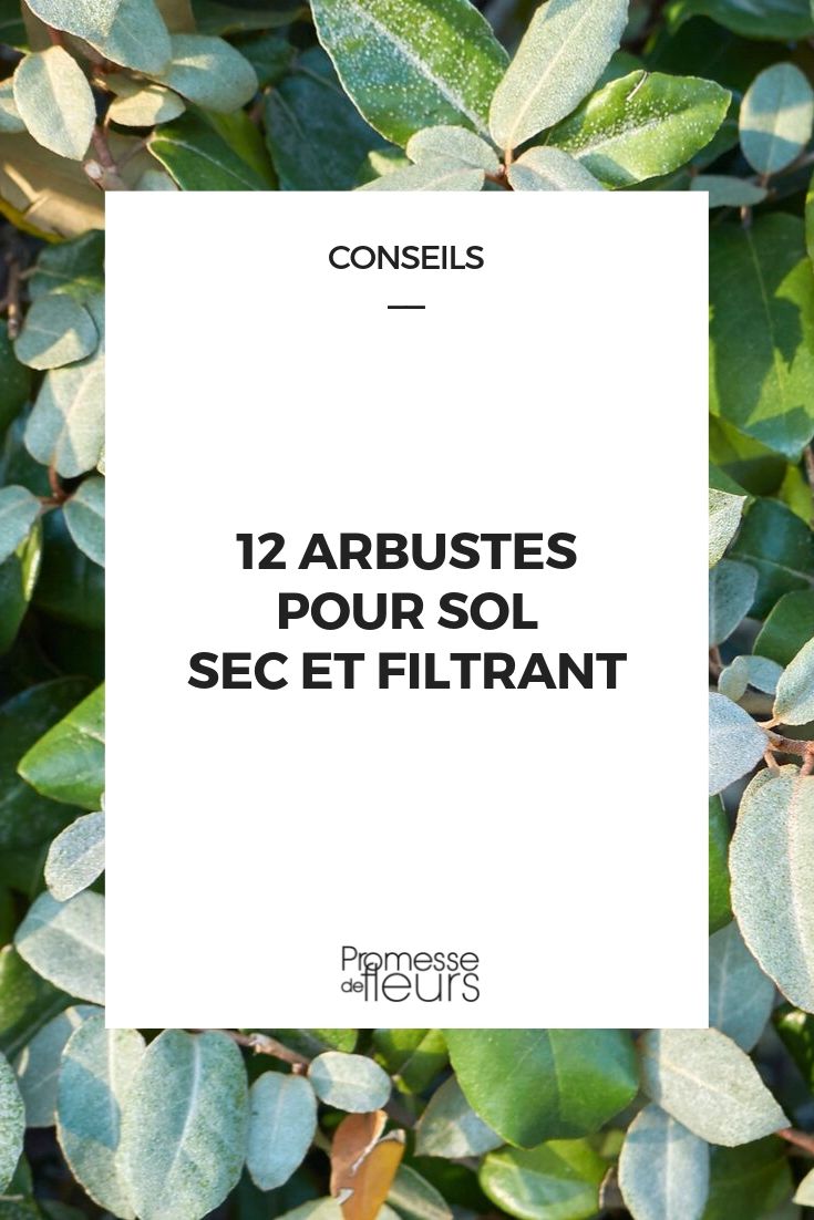 Bushes for Dry Soil