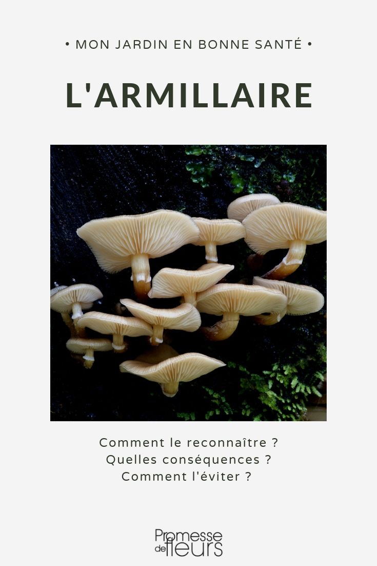 Honey fungus, root rot