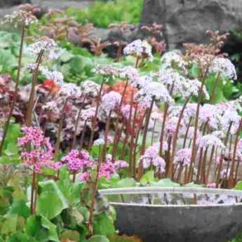 <em>Bergenia</em>: 5 ideas for pairing it with other plants in the garden