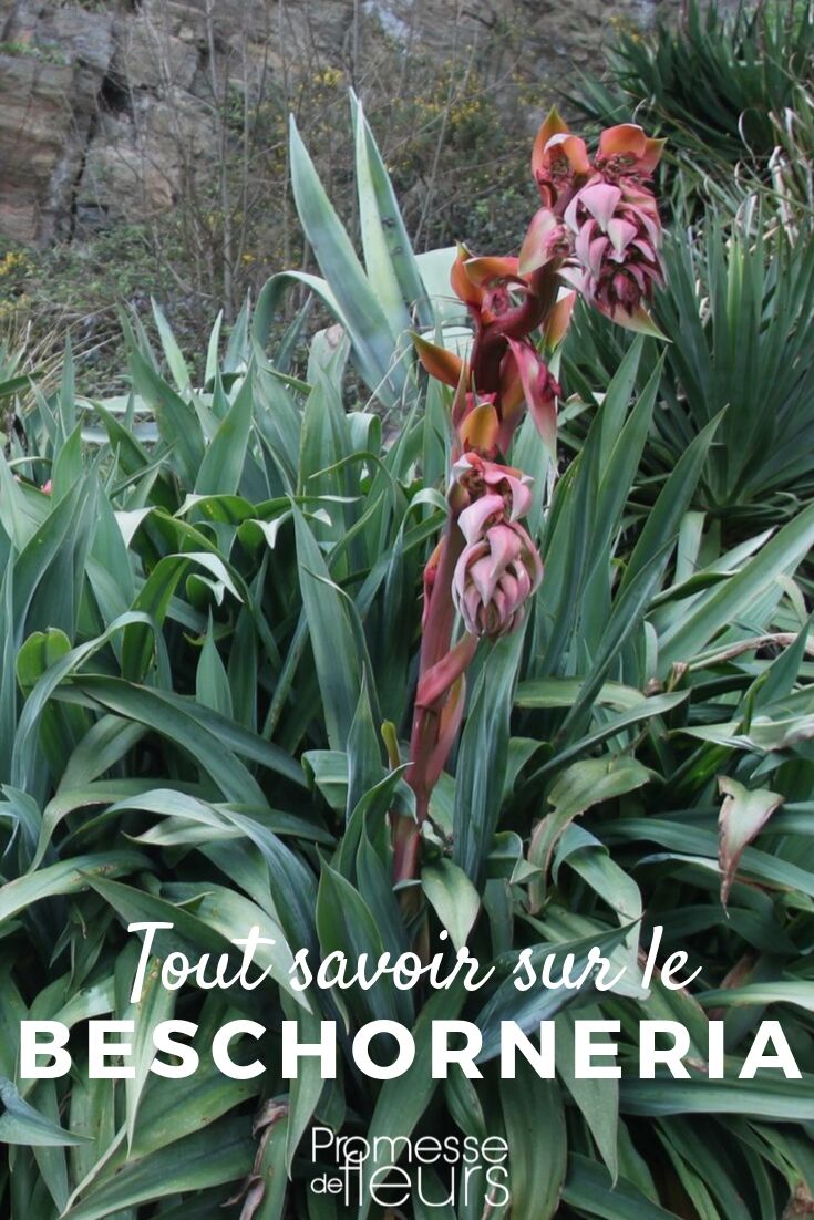 Understanding Beschorneria: A Comprehensive Guide
Beschorneria, a lesser-known yet fascinating genus of plants, belongs to the Asparagaceae family. Native to Mexico and Central America, these plants are admired for their striking appearance and resilience. In this guide, we'll delve into everything you need to know about Beschorneria, from its botanical characteristics to its care requirements, ensuring you can grow and maintain these beautiful plants successfully in your garden.
### Botanical Profile
Beschorneria species are perennial plants known for their rosettes of long, leathery leaves which can vary in color from green to a bluish hue. The most captivating feature of Beschorneria is its flower spike, which emerges from the rosette base, soaring up to spectacular heights and adorned with tubular flowers, typically in shades of red or green.
### Ideal Growing Conditions
To thrive, Beschorneria requires well-drained soil and a position that receives partial shade. Although these plants are drought-tolerant once established, they benefit from regular watering during their growing season. It's crucial to avoid waterlogging, particularly in colder months, to prevent root rot.
### Planting and Care
When planting Beschorneria, choose a location that mimics their natural habitat—ideally a spot with dappled sunlight. Incorporating grit or sand into the soil can enhance drainage, creating an optimal growing environment. During winter, in regions where temperatures drop significantly, it's advisable to provide some form of frost protection, such as mulching or using fleece covers.
### Common Varieties
Among the various species of Beschorneria, some popular ones include Beschorneria yuccoides, known for its yucca-like appearance, and Beschorneria septentrionalis, distinguished by its reddish-pink flowers. Each species has its unique charm and can add a touch of exotic elegance to your garden.
### Conclusion
Beschorneria plants are an excellent choice for gardeners looking to add a dramatic flair to their outdoor spaces. With their unique floral displays and robust nature, they can enhance the aesthetic of any garden. By following the care tips outlined in this guide, you can ensure these stunning plants flourish and bring joy for years to come.
For more detailed advice on specific Beschorneria species or additional gardening tips, feel free to explore our blog or contact us directly. Happy gardening! Beschorneria, Mexican lily