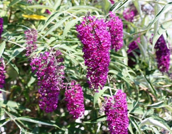 Should we be afraid of the Butterfly bush?