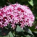 Clérodendron, clergy tree: planting, pruning and care