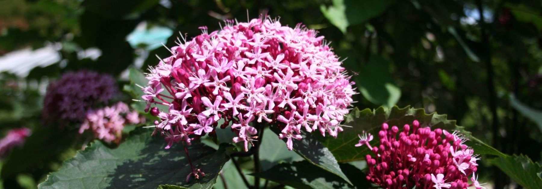 Clérodendron, clergy tree: planting, pruning and care