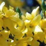 <em>Forsythia</em>: 7 ideas for garden combinations