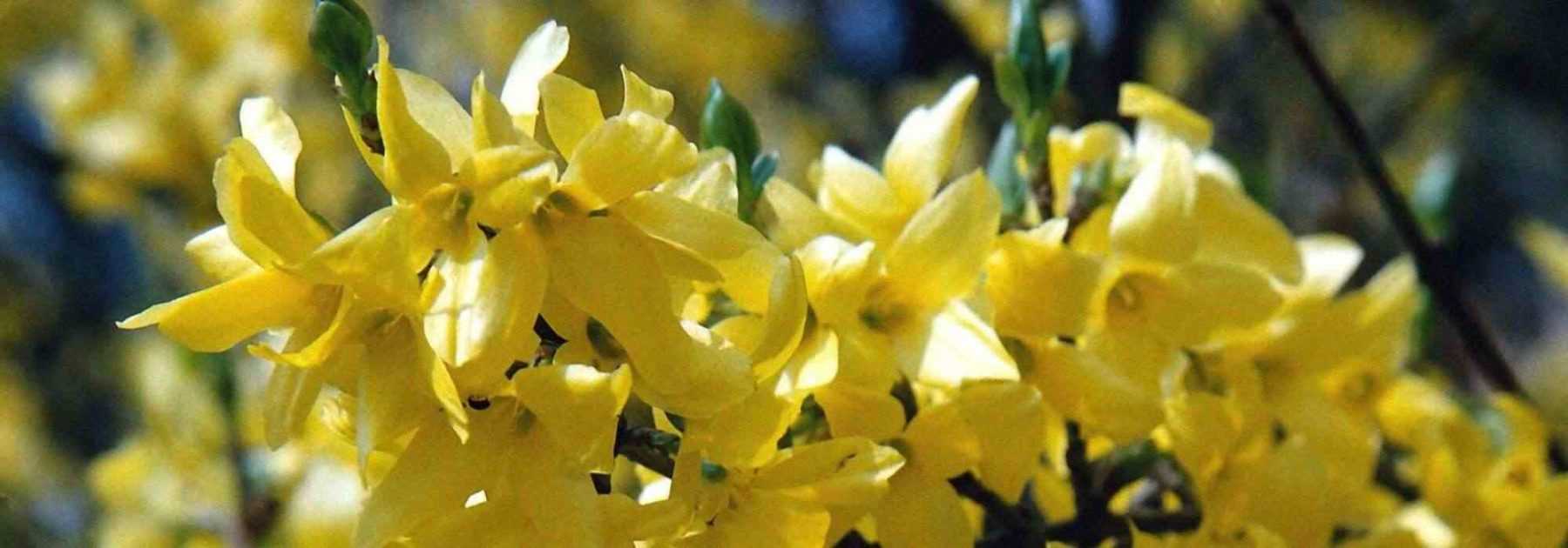 <em>Forsythia</em>: 7 ideas for garden combinations