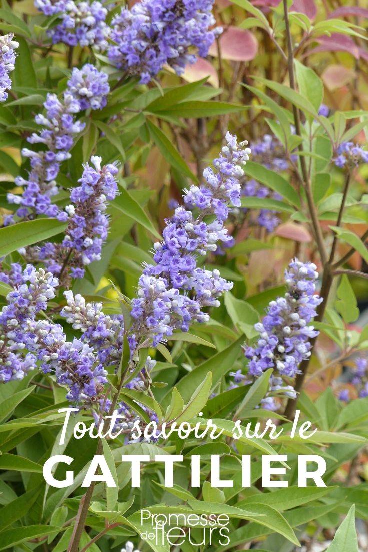 Vitex: Everything You Need to Know