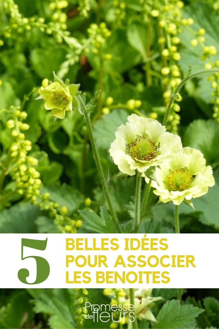 Incorporating Geum into the Garden

Geum, commonly known as Avens, is a delightful addition to any garden, offering a splash of colour and a touch of elegance. These perennials are not only beautiful but also remarkably versatile, thriving in a variety of garden settings. Whether you're looking to enhance your borders, create a vibrant container display, or establish a charming cottage garden, Geum is an excellent choice.

### Ideal Locations for Geum

Geum thrives in well-drained soil and can adapt to both full sun and partial shade. This makes them perfect for several garden spots:
- **Borders:** Their bright, semi-double to double flowers bring life to garden borders. Plant them alongside other perennials that enjoy similar conditions, such as Salvia or Iris.
- **Rock Gardens:** The compact form of some Geum varieties makes them suitable for rock gardens, where their vivid blooms can stand out against the stones.
- **Woodland Edges:** For gardens with dappled shade, planting Geum at the edge of a woodland area can create a natural, wild look.

### Caring for Geum

To ensure your Geum plants thrive, consider the following tips:
- **Soil:** They prefer fertile, well-drained soil. Amending the soil with compost can enhance growth.
- **Watering:** Geum needs regular watering, especially during dry spells. However, avoid waterlogging as this can lead to root rot.
- **Feeding:** A balanced, slow-release fertilizer applied in early spring can promote lush growth and vibrant blooms.
- **Deadheading:** Remove spent flowers regularly to encourage new blooms and extend the flowering period.

### Popular Varieties of Geum

Several varieties of Geum can add different hues and textures to your garden:
- **Geum 'Mrs. J. Bradshaw':** Known for its fiery red flowers, this variety is a showstopper.
- **Geum 'Lady Stratheden':** With its bright yellow blooms, it can light up any garden space.
- **Geum 'Totally Tangerine':** Offering a softer approach with apricot-toned flowers, this variety is excellent for creating a warm, inviting garden atmosphere.

### Conclusion

Geum is a robust and attractive choice for any gardener looking to add long-lasting colour and interest to their garden. With minimal care requirements and a variety of vibrant colours, these plants can transform your outdoor space into a lively and enchanting environment. Whether planted in masses or as individual accents, Geum is sure to captivate and charm any garden visitor.
