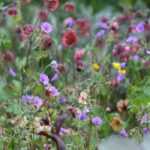 <em>Geum</em>, avens: 5 ideas for successful combinations
