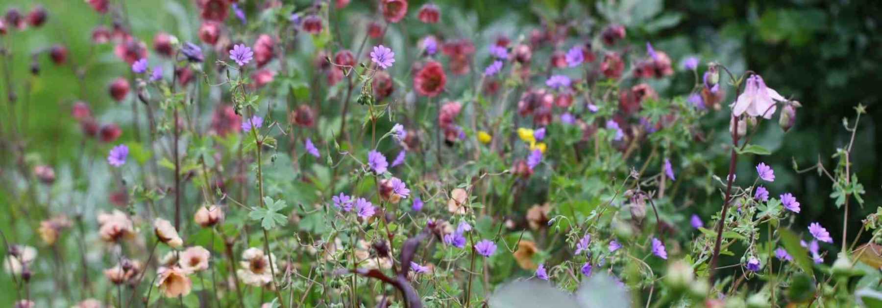 <em>Geum</em>, avens: 5 ideas for successful combinations