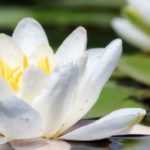 <em>Nymphea</em>, water lily: planting and care