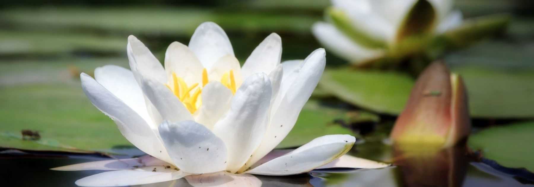 <em>Nymphea</em>, water lily: planting and care