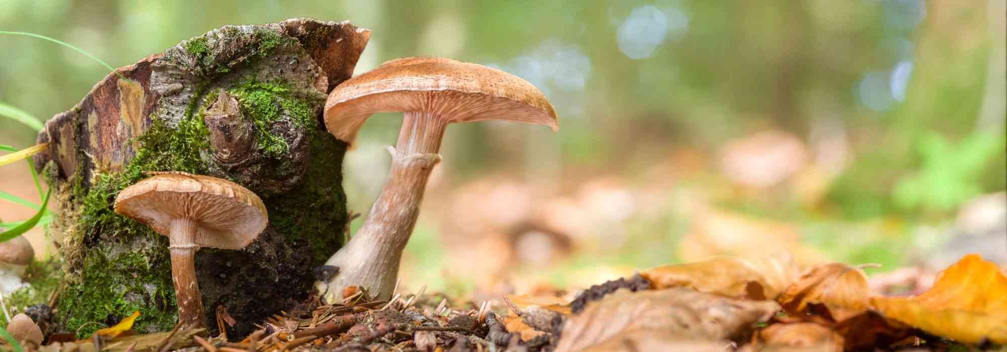 Armillaria or honey fungus: recognise and control this tree fungus