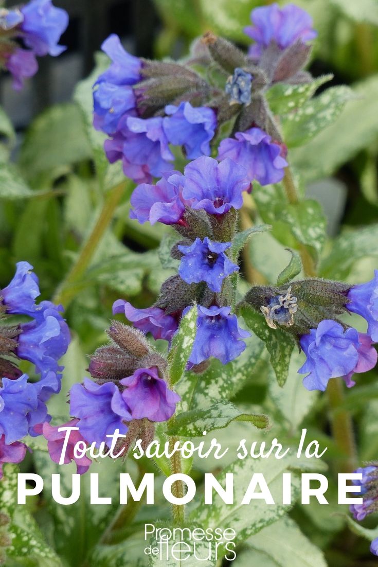 Pulmonaria: Everything You Need to Know

Pulmonaria, commonly known as lungwort, is a charming perennial that is highly valued for both its decorative leaves and its vibrant spring blooms. This plant is a must-have in any shade garden due to its low maintenance and attractive features. Here’s everything you need to know about growing and caring for Pulmonaria.

### Characteristics of Pulmonaria

Pulmonaria plants belong to the Boraginaceae family and are native to Europe and parts of Asia. They are particularly noted for their mottled and speckled leaves, which can vary in colour from silver to green. The flowers, which appear early in the spring, range in colour from pink to blue, often changing hues as they age.

### Ideal Growing Conditions

Lungwort thrives in shady or semi-shady areas, making it an excellent choice for underplanting beneath deciduous trees or in other dappled shade environments. The soil should be well-drained but moist, rich in organic matter. Pulmonaria prefers slightly acidic to neutral pH levels.

### Planting Pulmonaria

The best time to plant lungwort is in the autumn, which allows the plant to establish its root system before the onset of winter. However, planting can also be done in spring before the growing season starts. Space the plants about 30 cm apart to give them enough room to spread.

### Care and Maintenance

Pulmonaria is relatively low-maintenance. Water the plants regularly during dry periods to keep the soil moist. Applying a layer of organic mulch can help retain soil moisture and keep the roots cool. Prune back the leaves after flowering to encourage fresh growth and maintain a tidy appearance.

### Common Issues

While generally robust, lungwort can be susceptible to powdery mildew, especially in humid conditions. Ensure good air circulation around the plants and avoid overhead watering to minimise the risk. Slugs and snails can also pose a problem, particularly for young plants, so consider using organic slug pellets or barriers to protect them.

### Uses in the Garden

Pulmonaria is an excellent ground cover plant due to its spreading habit. It pairs beautifully with other shade-loving plants such as hostas and ferns. Its early flowers are also beneficial for pollinators such as bees, providing a valuable source of nectar in the spring.

In conclusion, Pulmonaria is a versatile and attractive addition to any garden, particularly those with shaded areas. With minimal care, you can enjoy its decorative foliage and lovely blooms year after year. Whether you are a seasoned gardener or a beginner, lungwort is a plant that will not disappoint.