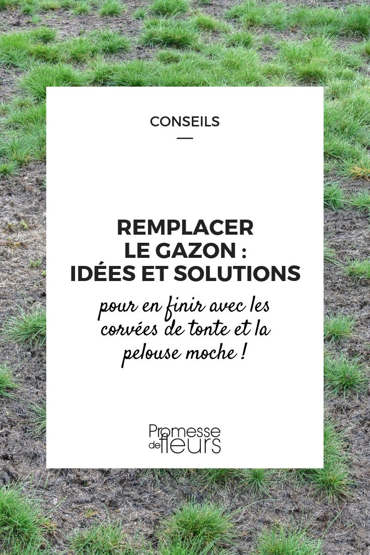 Replacing the Short Grass Meadow: Ideas and Solutions