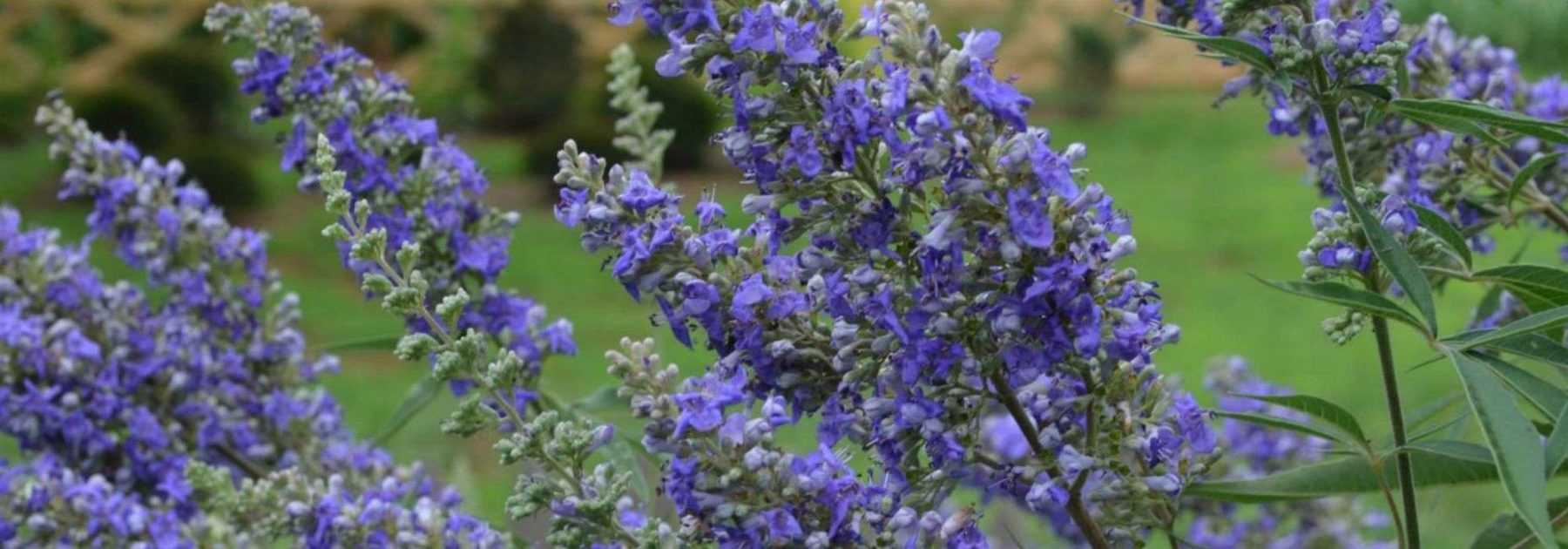 <em>Vitex agnus-castus</em>, chaste tree: to plant, to grow, to prune