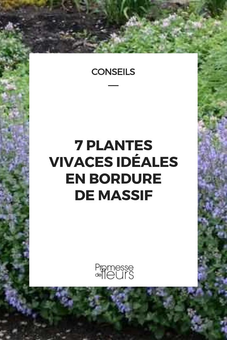 Perennial Plants for Borders