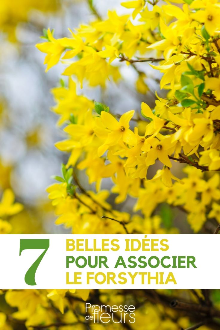 Forsythia: Ideas for Pairing It