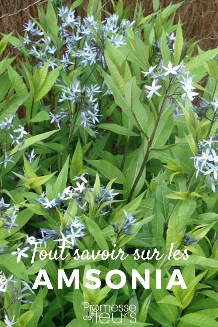 Amsonia: Everything You Need to Know

Amsonia, also known as bluestar, is a charming perennial that deserves a spot in any garden due to its star-shaped blue flowers and attractive foliage that turns golden-yellow in autumn. This plant is not only beautiful but also remarkably resilient, thriving in a variety of conditions.

### Ideal Growing Conditions

Amsonia grows best in full sun to partial shade. It prefers well-drained soil, although it is quite adaptable to different soil types. Once established, Amsonia is drought tolerant, making it an excellent choice for gardeners looking for low-maintenance plants.

### Planting and Care

Plant Amsonia in spring or early autumn. Space the plants about 30-45 cm apart to allow for their bushy growth. Water regularly during the first growing season to establish a deep, extensive root system. Once established, Amsonia requires little care, though you can prune it back in late winter to early spring to maintain a tidy shape and promote vigorous growth.

### Uses in the Garden

Amsonia is perfect for borders, cottage gardens, and naturalistic plantings. Its airy, light texture and blue flowers complement many other garden plants. Additionally, its autumn foliage provides a spectacular display of colour.

### Companion Plants

Pair Amsonia with other perennials that enjoy similar growing conditions. Good companions include coneflower (Echinacea), black-eyed Susan (Rudbeckia), and Russian sage (Perovskia), which will help create a vibrant and diverse garden display.

In conclusion, Amsonia is a versatile and low-maintenance perennial that can enhance the beauty and biodiversity of your garden. Its enduring appeal through multiple seasons makes it a valuable addition to any garden.