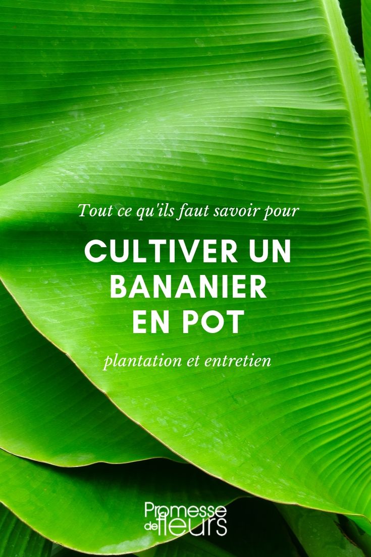 Pot-Grown Banana Plant: Cultivation Tips