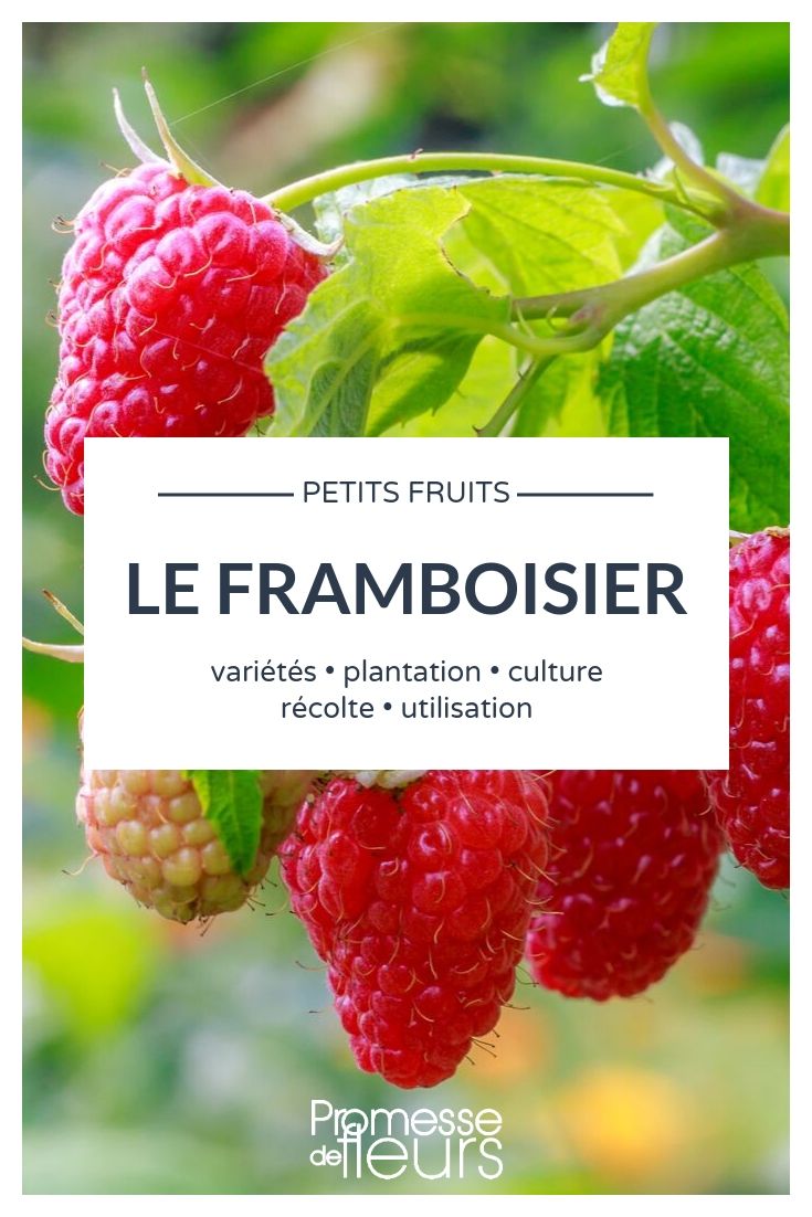 Raspberry Cultivation