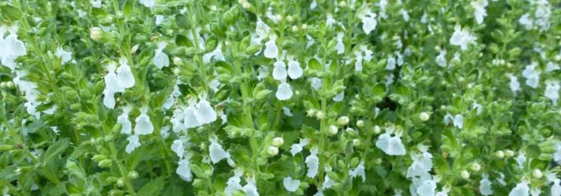 <em>Teucrium</em>, germander: planting, care