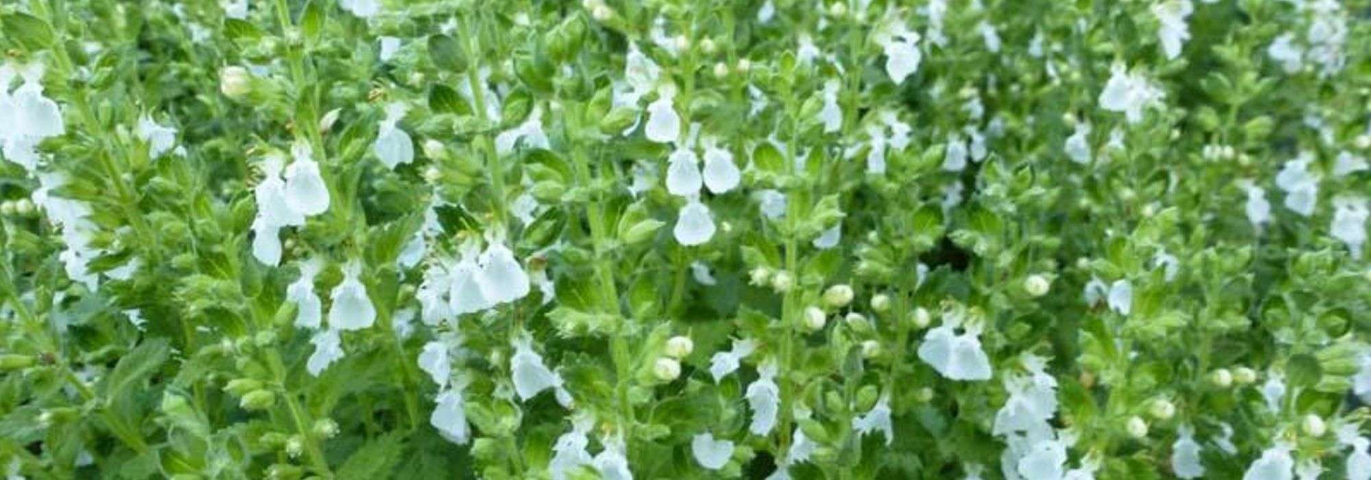 Teucrium, Germander: planting and care