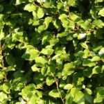 <em>Griselinia</em>, Griseline: planting, pruning and care