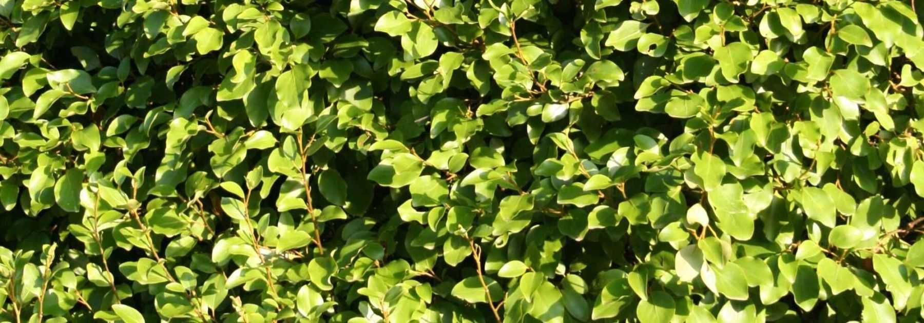 <em>Griselinia</em>, Griseline: planting, pruning and care