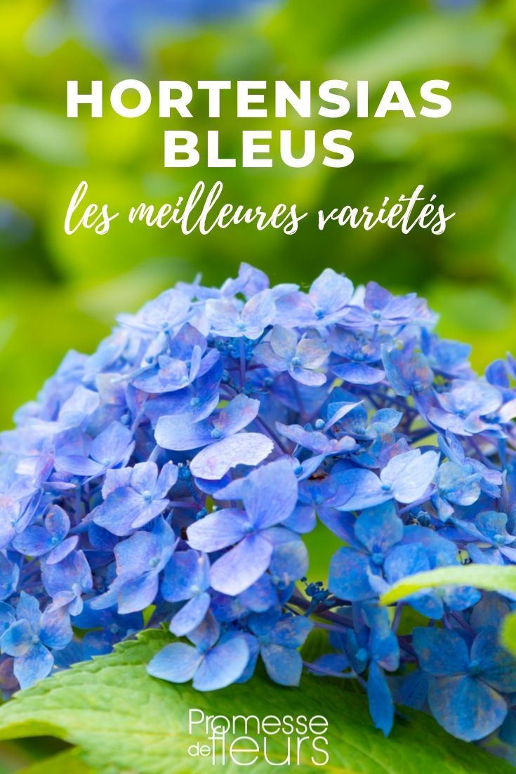 blue hydrangea Blue-flowered Hydrangeas: The Best Picks