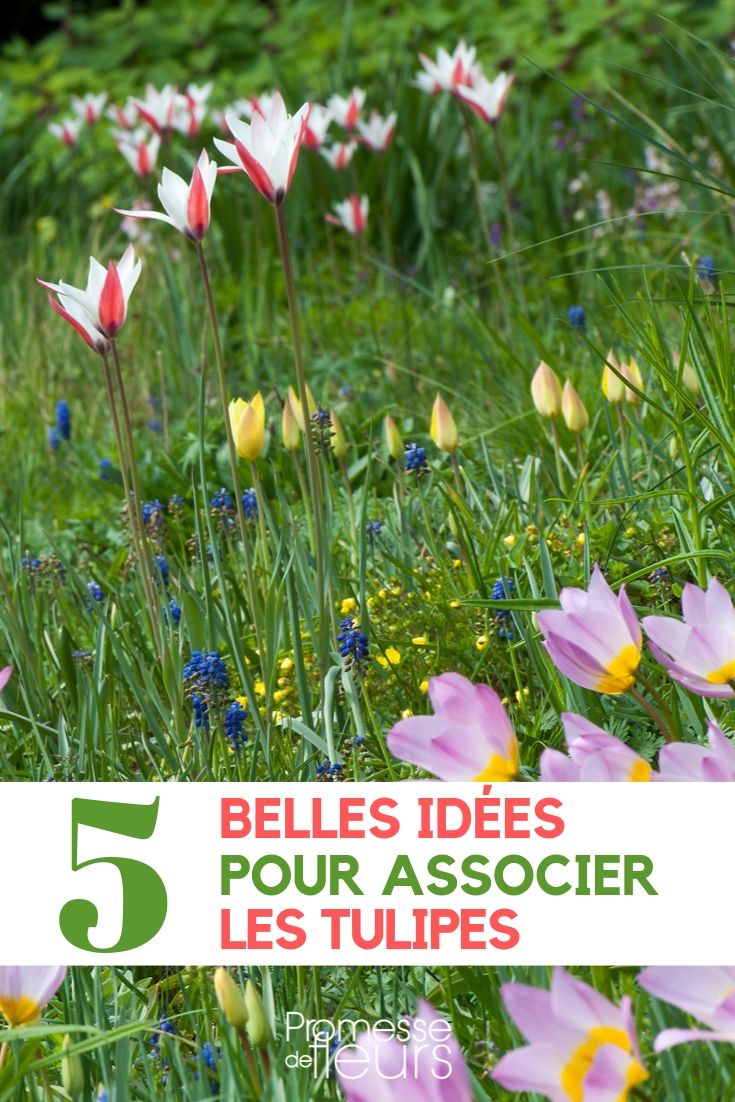 Tulip - Pairing Them in the Garden Incorporating Tulips into Your Garden
Tulips, with their vibrant colours and elegant shapes, are a splendid addition to any garden. Whether you're looking to create a stunning spring display or simply want to enhance your garden's aesthetic, tulips are a versatile choice that can bring much-needed cheer after the winter months.
### Choosing the Right Spot
Tulips thrive in well-drained soil and require a spot that receives ample sunlight. They are perfect for borders, under shrubs, or in container gardens. It's essential to ensure the area you choose does not retain water, as this can lead to bulb rot.
### Planting Tips
The best time to plant tulip bulbs is in the autumn, a few weeks before the ground freezes. This allows the bulbs to establish roots before the winter. Plant the bulbs at a depth of about three times their size, with the pointed end facing upwards. Spacing between bulbs should be approximately 2-3 inches to allow for adequate growth.
### Design Ideas
Tulips come in a variety of colours and can be used to create a monochromatic look or a vibrant tapestry of different hues. For a striking effect, consider planting a single colour in a large group. Alternatively, mix different shades or pair tulips with contrasting flowers like forget-me-nots or daffodils for a delightful spring tableau.
### Ongoing Care
Once tulips have bloomed, it's important to allow the foliage to die back naturally. This process helps the bulbs gather energy for the next year's growth. Avoid cutting back the leaves until they have yellowed and withered. In terms of watering, tulips generally require little maintenance, though it's crucial to keep the soil moist if the weather is particularly dry.
### Perennial or Annual?
While tulips are technically perennials, many gardeners treat them as annuals because their bloom diminishes after the first year. For continued vibrancy, consider planting new bulbs each autumn.
By following these tips, you can ensure that tulips will be a dazzling highlight in your garden every spring. Their timeless beauty and simplicity make them an enduring favourite among gardeners.