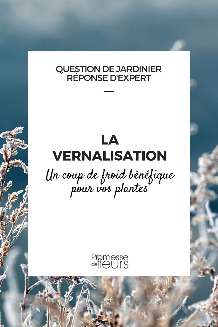 Vernalisation: Definition and Benefits