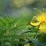 St John's wort, <em>Hypericum</em>: which variety to choose?