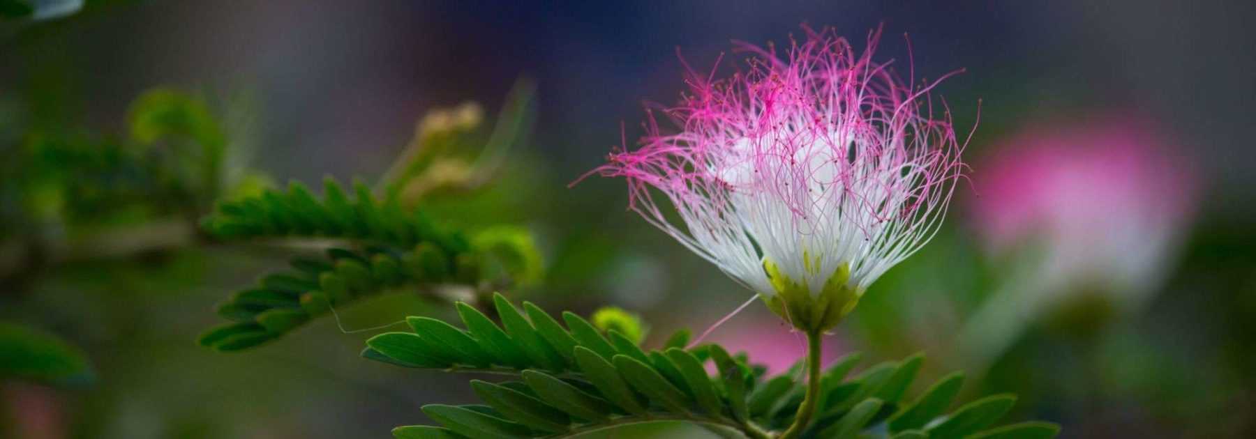 <em>Albizia</em>: when and how to prune it?