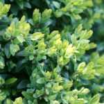 Boxwood: planting, pruning and care