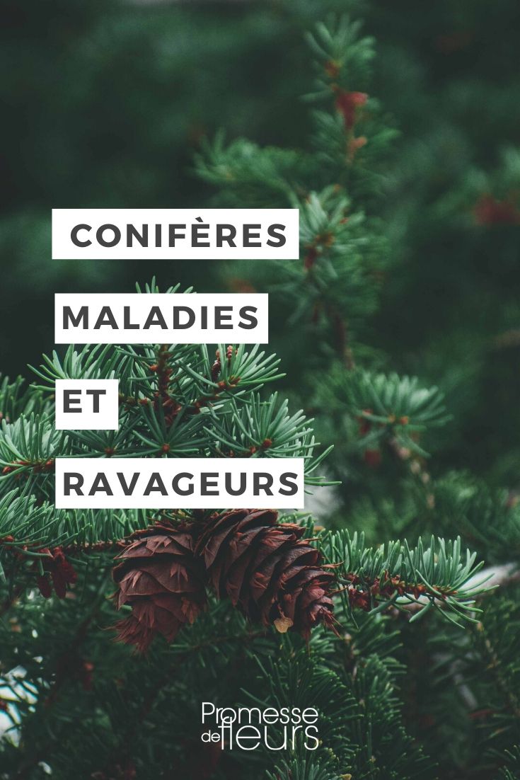 Conifer: Identifying and Treating Diseases