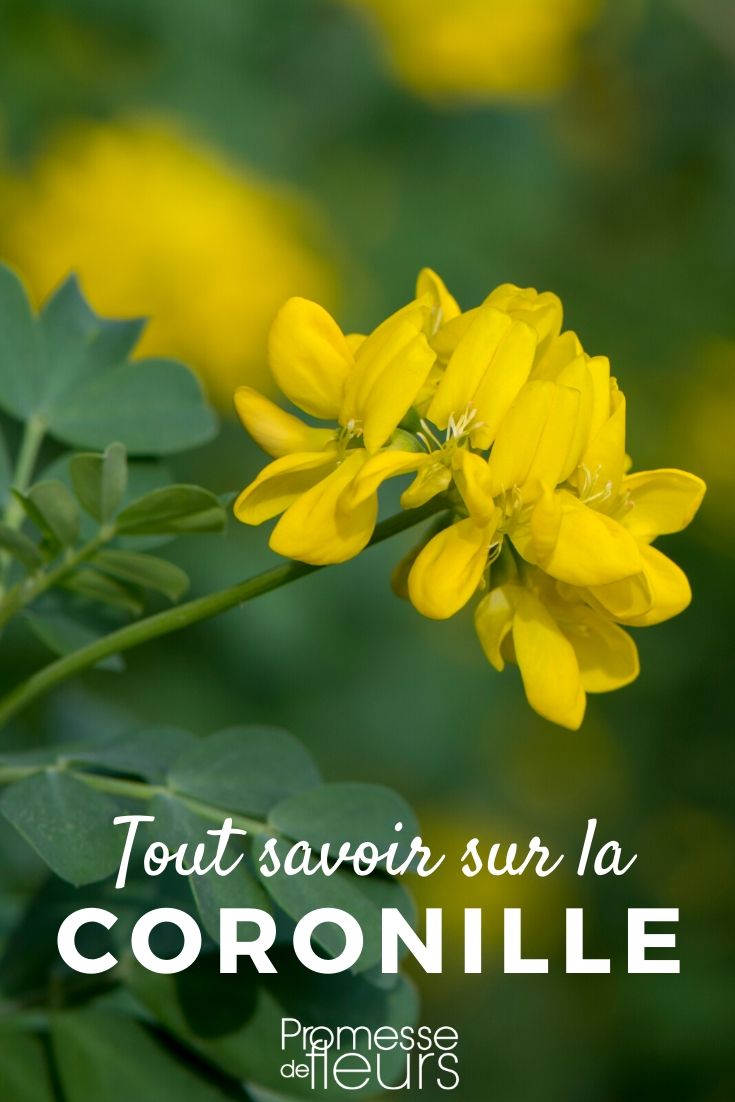 All About Coronilla Coronilla: Everything You Need to Know
The Coronilla, a charming and resilient plant, is a favourite among gardeners for its delightful clusters of flowers and its ability to thrive in less than perfect conditions. Here’s a comprehensive guide to understanding and growing Coronilla in your garden.
### What is Coronilla?
Coronilla varia, commonly known as the crown vetch, is a perennial herb in the Fabaceae family. It is appreciated not only for its ornamental value but also for its utility in soil stabilization and as a cover crop.
### Characteristics of Coronilla
- **Appearance**: Coronilla features compound leaves and umbels of pea-like flowers that can be yellow, pink, or white.
- **Height**: It typically grows to about 50 cm tall.
- **Flowering Season**: The plant blooms profusely from late spring to late summer, providing a long-lasting display of colour.
### Growing Conditions
- **Soil**: Coronilla is not fussy about soil type but prefers well-drained soil.
- **Sunlight**: It thrives in full sun but can tolerate partial shade.
- **Watering**: Once established, Coronilla is drought-resistant, requiring only occasional watering.
### Planting and Care
- **Planting**: Plant Coronilla in the spring or autumn. Space the plants about 30 cm apart to allow for spreading.
- **Maintenance**: This plant is low-maintenance. Pruning after flowering helps maintain its shape and encourages new growth.
- **Pests and Diseases**: Coronilla is relatively resistant to pests and diseases, though it can occasionally suffer from fungal infections.
### Uses in the Garden
- **Ground Cover**: Its spreading habit makes it an excellent choice for ground cover, helping to suppress weeds.
- **Borders**: The vibrant flowers and lush foliage are perfect for enhancing garden borders.
- **Wildlife**: Coronilla is attractive to bees and butterflies, making it a valuable addition to wildlife gardens.
### Conclusion
Coronilla is a versatile and attractive option for both ornamental and practical uses in the garden. Its ease of care and beautiful blooms make it a rewarding choice for gardeners looking to add a touch of colour and vitality to their outdoor spaces. Whether you are a seasoned gardener or a beginner, Coronilla is a plant that can bring beauty and benefits to your garden.