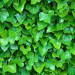 5 common misconceptions about ivy