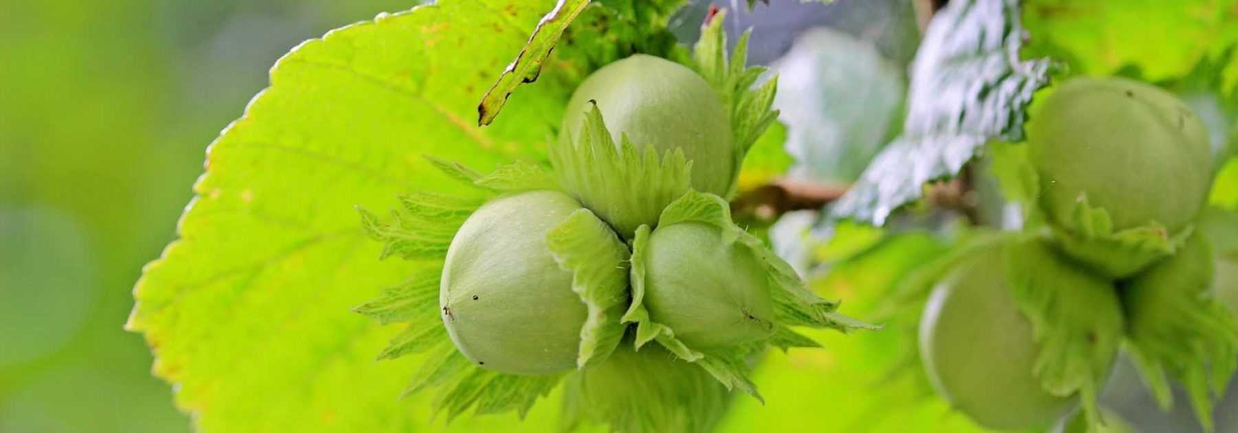 Pruning hazel: when and how to prune it properly?