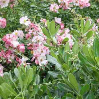 <em>Pittosporum</em>: 5 ideas for successful plant combinations