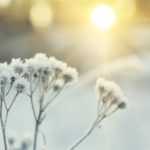 My plant has frozen. Why? What should I do?