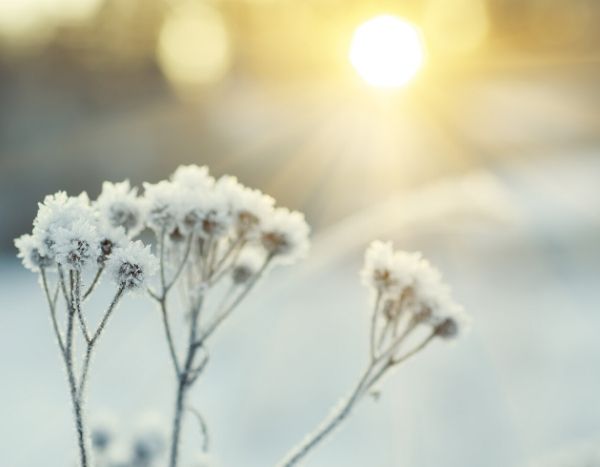 My plant has frozen. Why? What should I do?